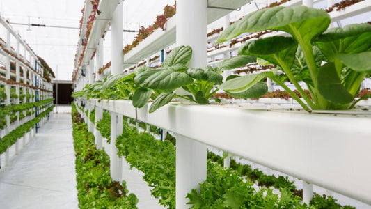 Hydroponics 101: Getting Started With Indoor Gardening