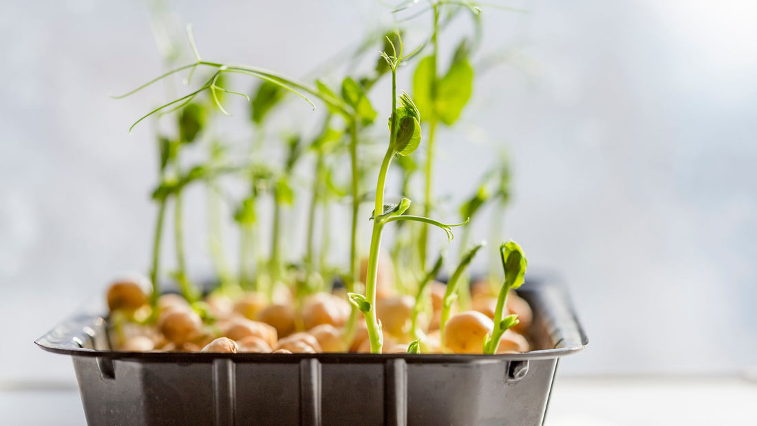 From Seed to Harvest: Understanding the Growth Cycle in Hydroponic Systems