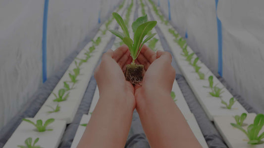 How to Organize Your Hydroponic Garden with the Right Supplies