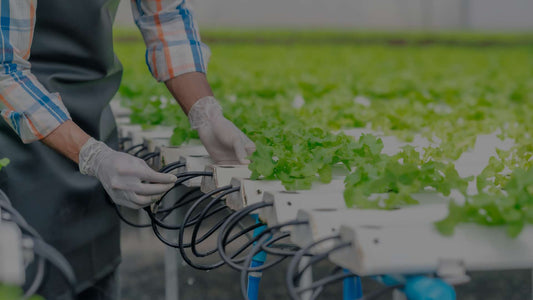 Hydroponic Soils for a Contemplative and Soothing Gardening Experience