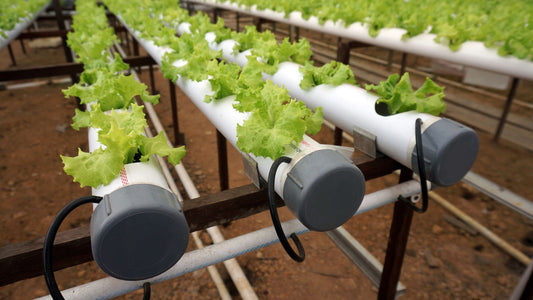 Saving Water with Hydroponics: A Sustainable Solution for Gardeners