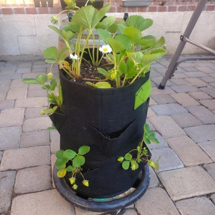 247 Garden Strawberry Pot 5 gallon